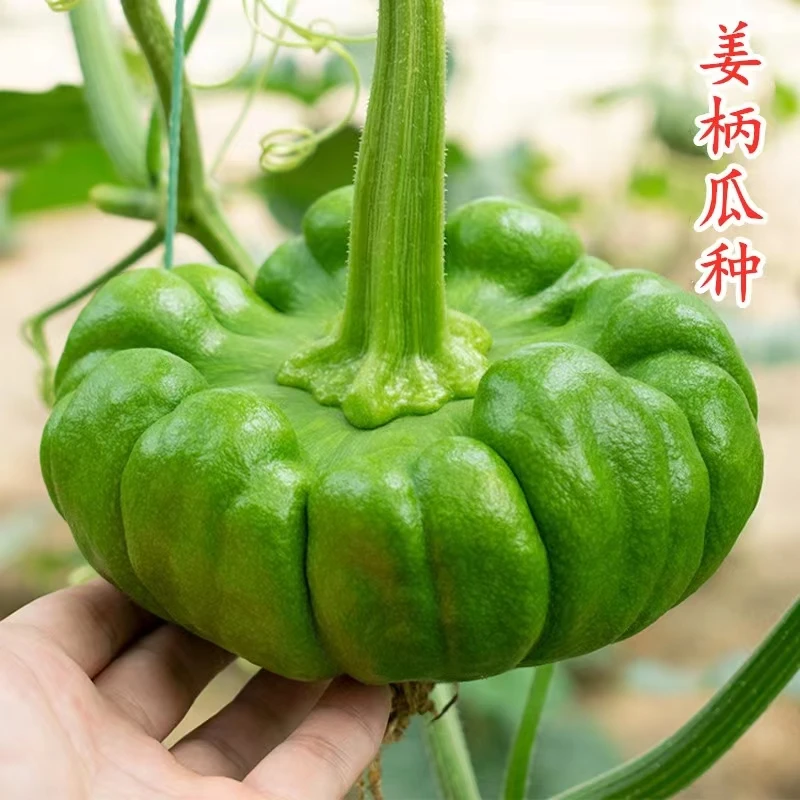 云南姜柄瓜种子种籽春夏秋季七叶瓜庭院爬藤小南瓜绿菜瓜蔬菜种孑