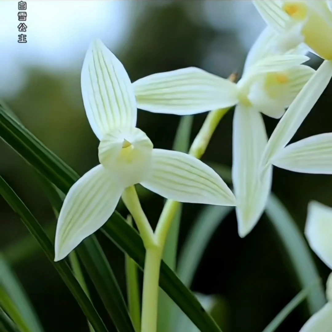 兰花莲瓣兰白雪公主素花铭品带花苞兰花直播绿植盆栽阳台客厅