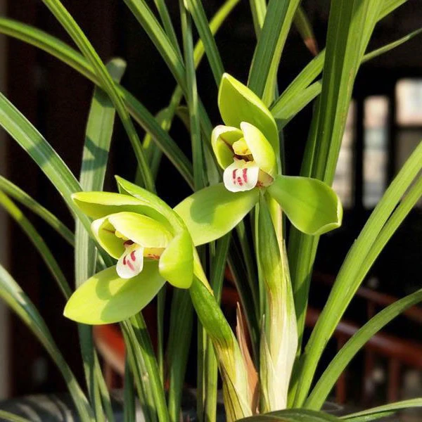 双11兰花苗春兰龙字（带花苞）老八种之一