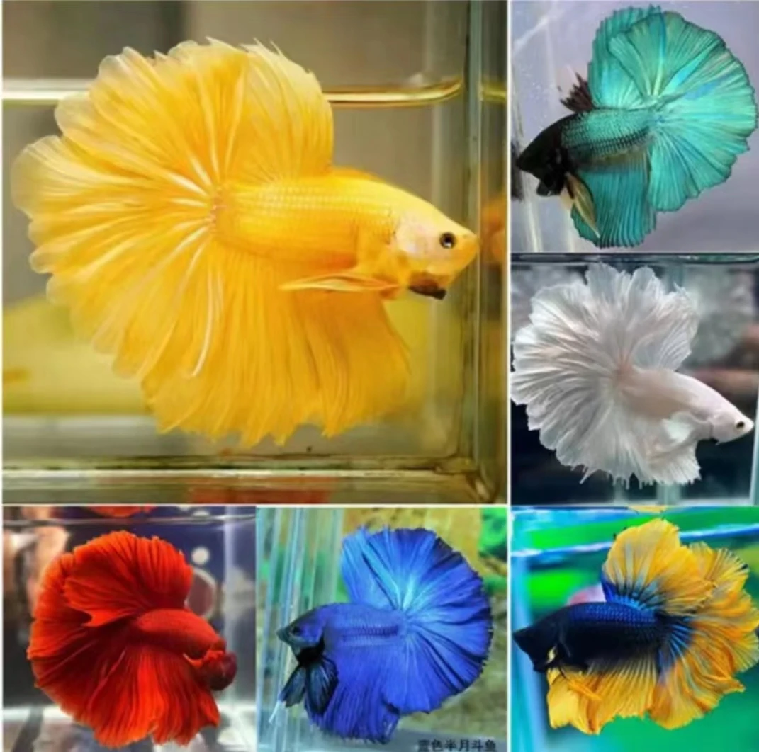 精品半月将军直播间贴鱼