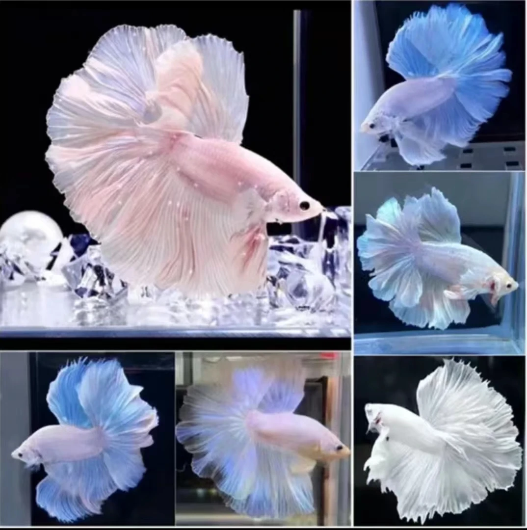 141-210泰国斗鱼半月将军公母