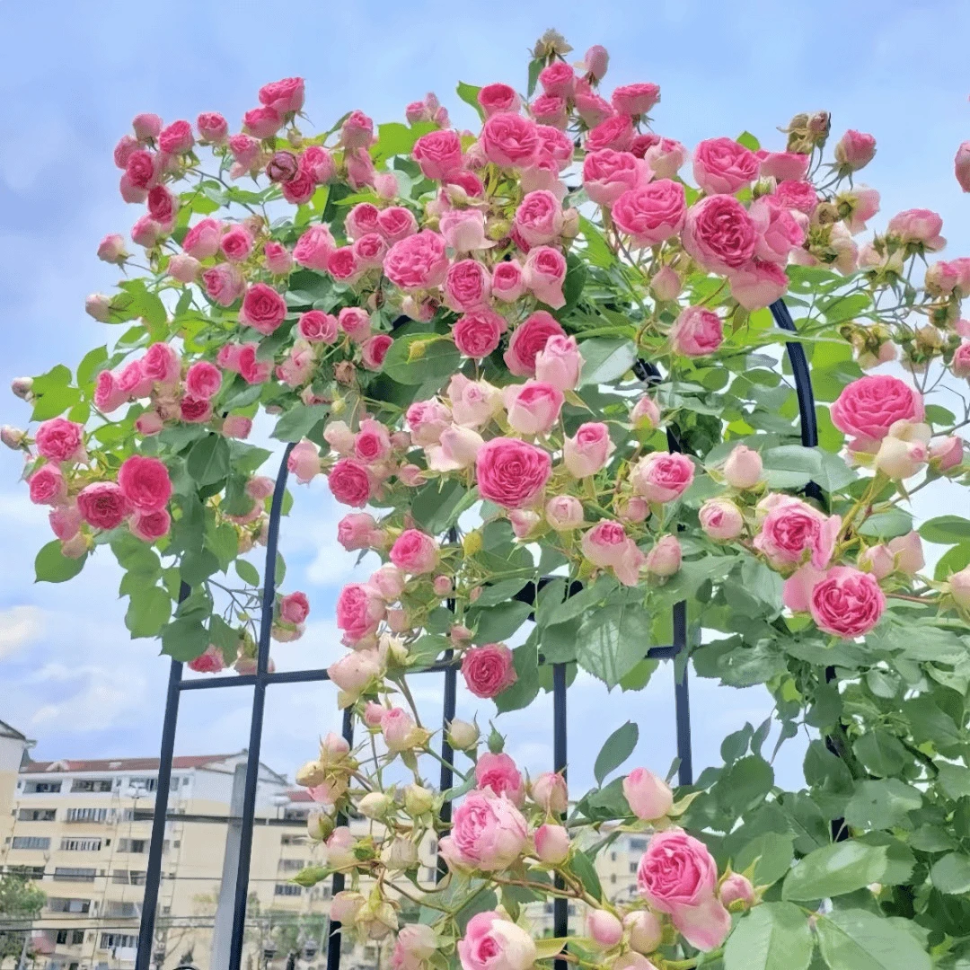 爬藤蔷薇老桩重瓣大花藤本月季花苗庭院阳台种植四季开花耐寒植物