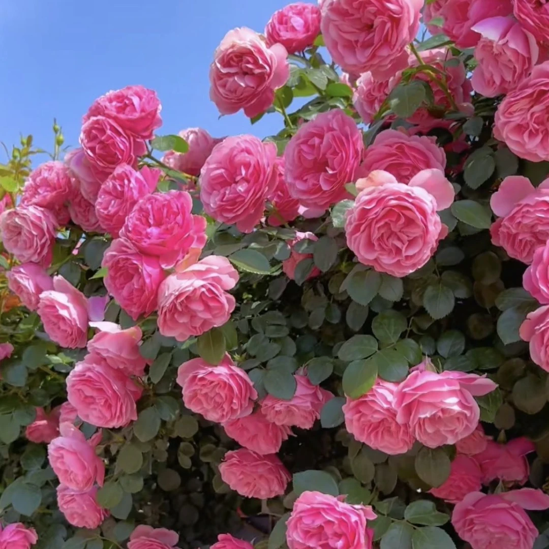蔷薇花苗藤本月季大花浓香庭院爬藤植物花卉盆栽阳台玫瑰爬墙四季