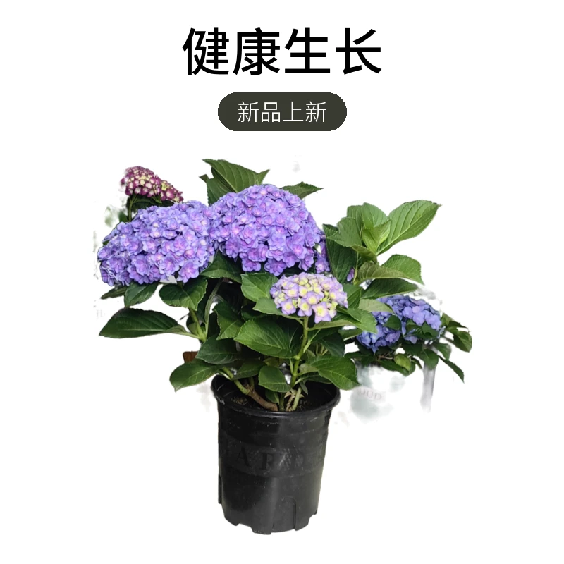 太阳神殿1.5加仑   露天盆栽好养护易种植昆明发货