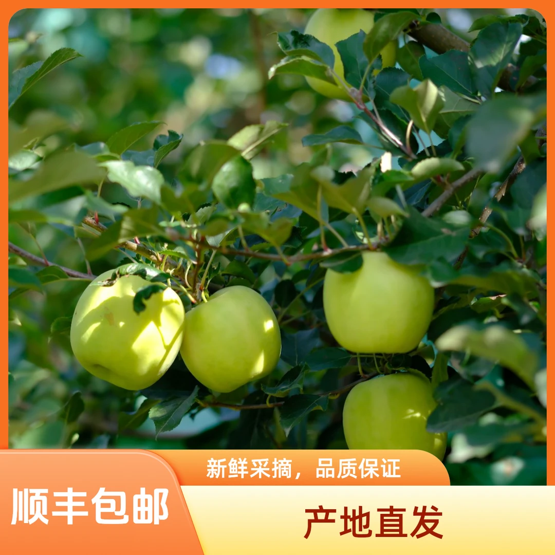 2024年陕西白水正宗高端高档稀有瑞雪苹果新鲜现摘当季黄金青苹果