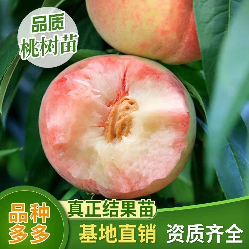 【29.9元2棵2年精品苗】正宗特大冬桃水蜜桃嫁接树苗抗寒耐热南北方