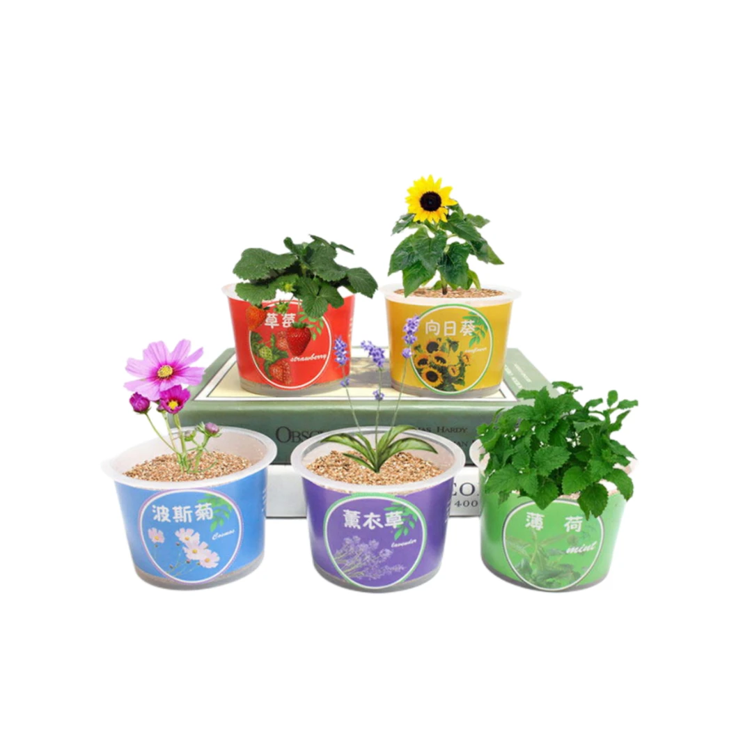 儿童动手工DIY种植盆栽可爱观察植物生长花农发芽迷你系列创造型