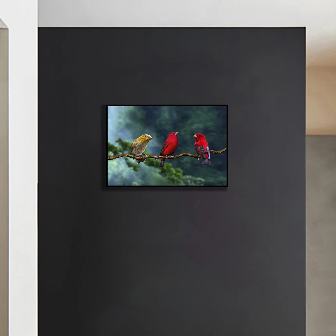 现代风家装鸟类装饰画鸟王推荐.血雀（雌雄)