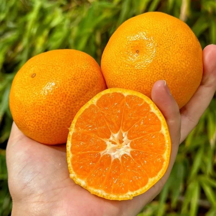【顺丰同城当日达】精品蜜桔