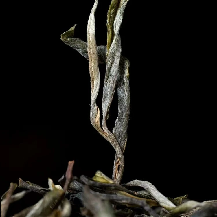 冰岛老寨18号2023年核心区纯古树秋散茶