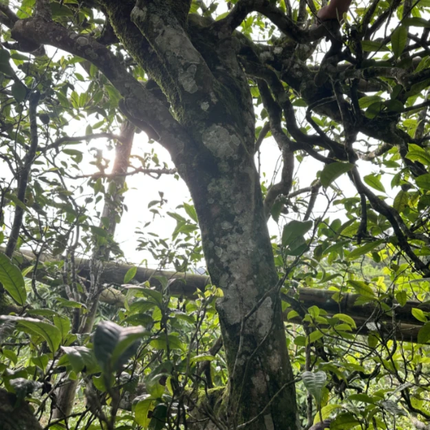 冰岛老寨18号2024年冰岛白茶