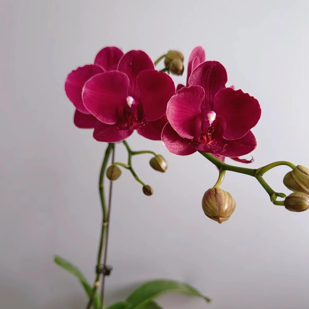 蝴蝶谷【蒙特勒】3.5寸加高杯未出剑不带花苞