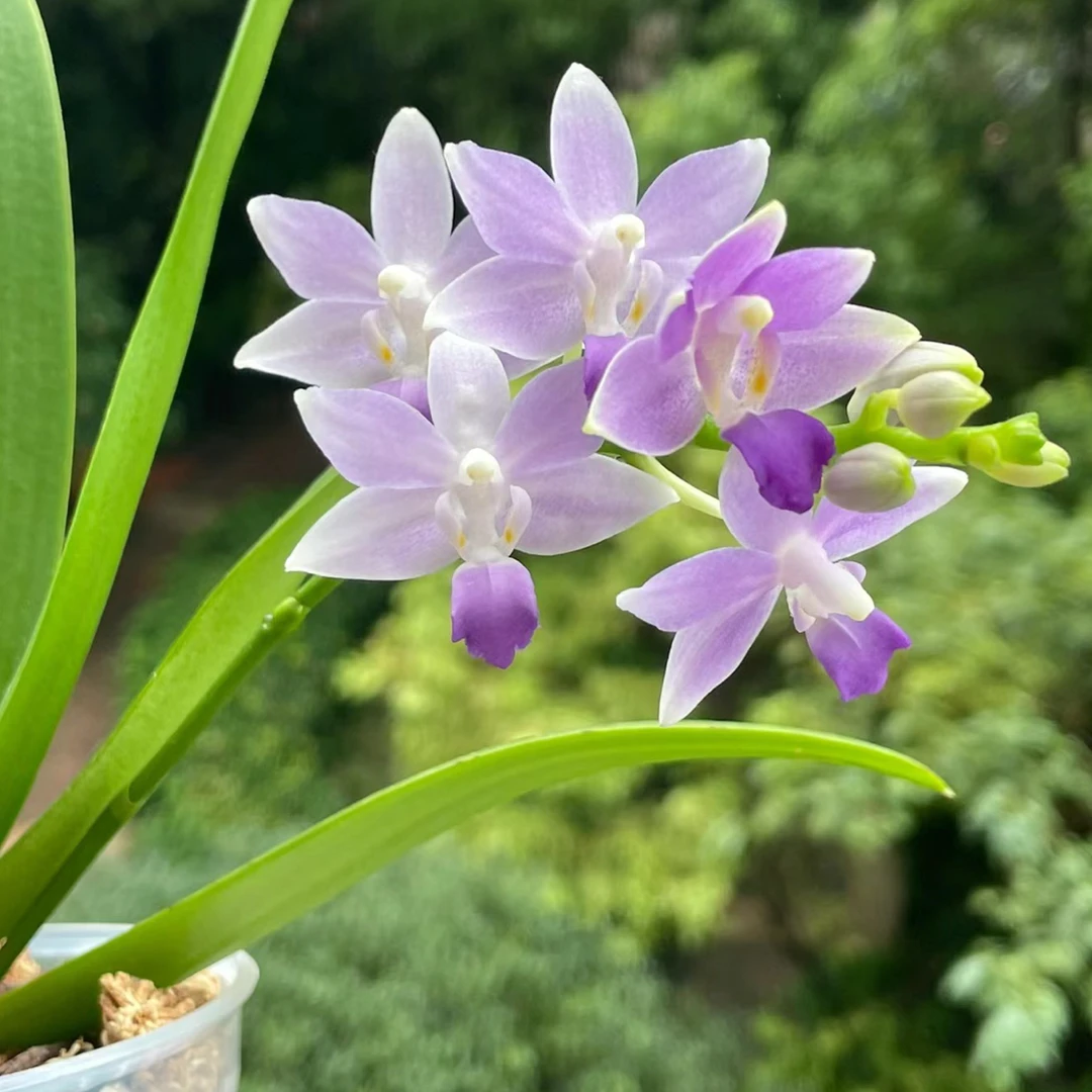 蝴蝶谷【蓝星】2.8寸杯未出梗不带花苞