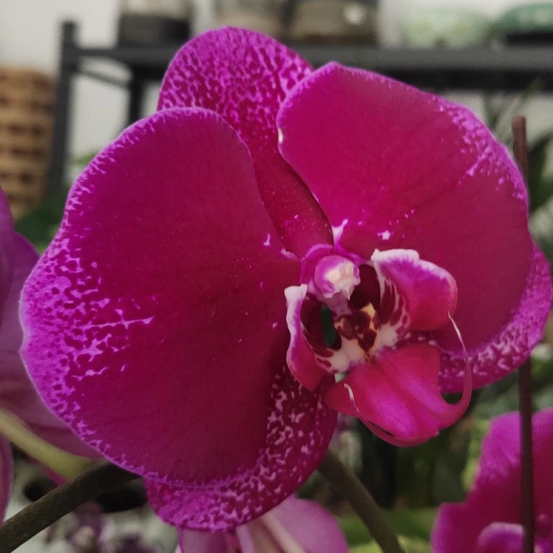 蝴蝶谷【紫气东来】5.0寸杯未出梗苗不带花苞