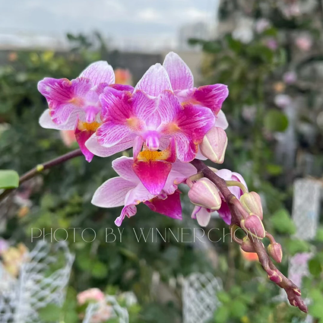 蝴蝶谷【蜡笔小新】3.0寸杯未出梗 不带花苞