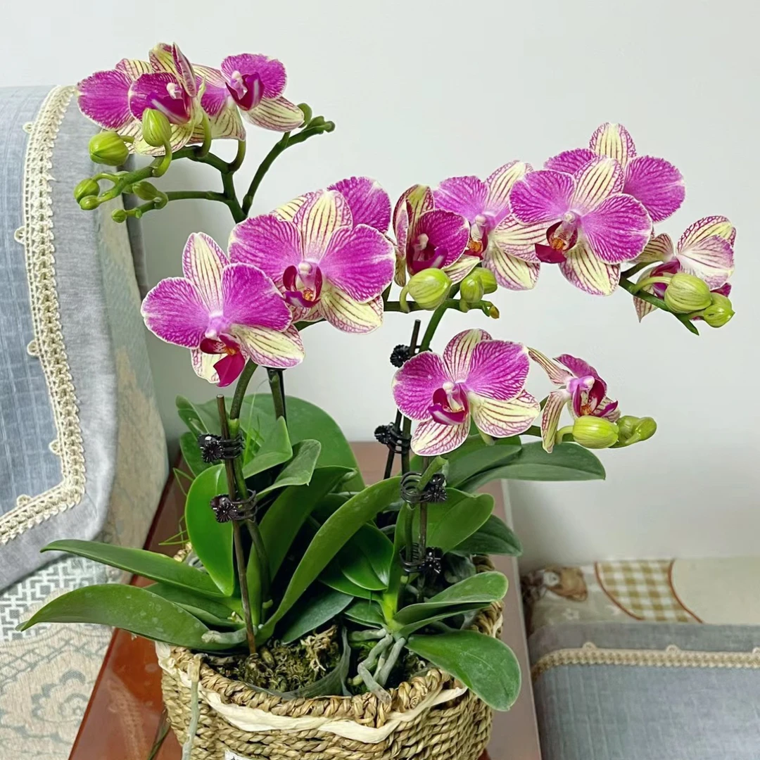 蝴蝶谷【双色鸟】3.0寸加高杯出梗苗不带花苞