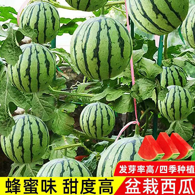超甜蜜罐小西瓜种子四季阳台种植日本爽甜西瓜少籽盆栽田园可种