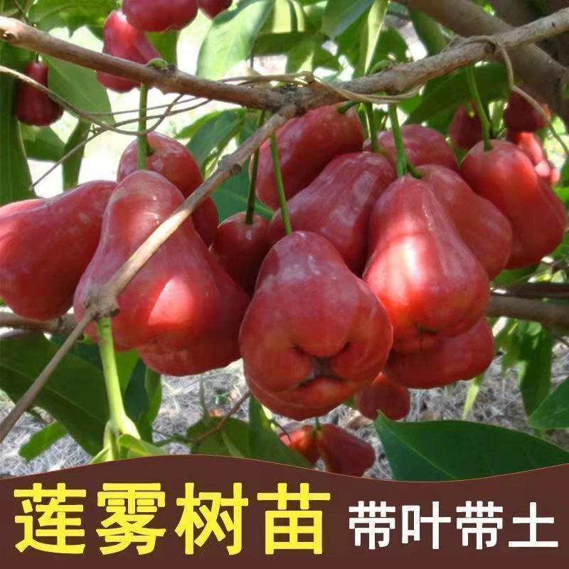 莲雾树苗正宗嫁接黑金刚大叶红连雾莲雾果树苗南北方种植盆栽地栽