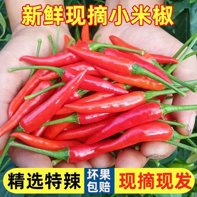 小米辣椒新鲜小米椒5斤朝天红辣椒五七彩辣椒指天椒特辣蔬菜包邮