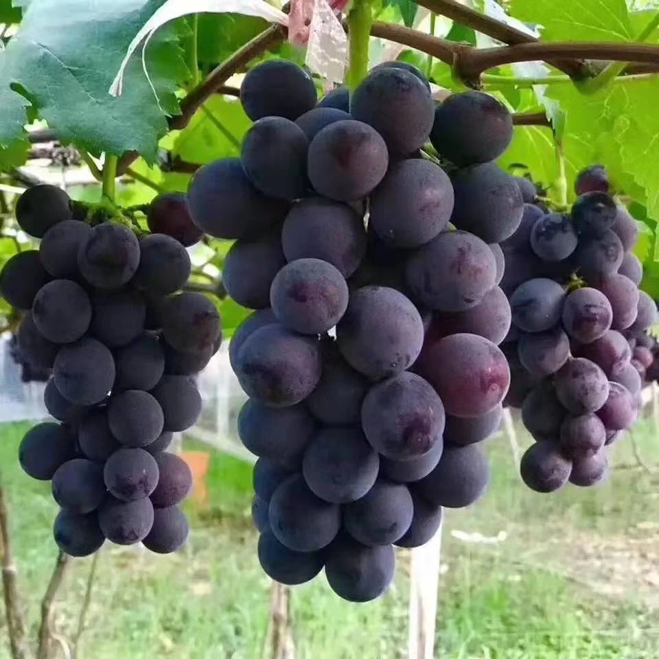 巨峰葡萄苗葡萄树苗树葡萄南方北方种植盆栽地栽苗抗寒树苗水果苗