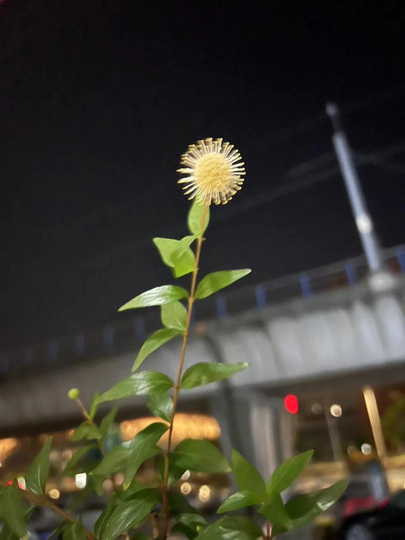 水杨梅 熟桩 小微盆景 绿植茶台摆件