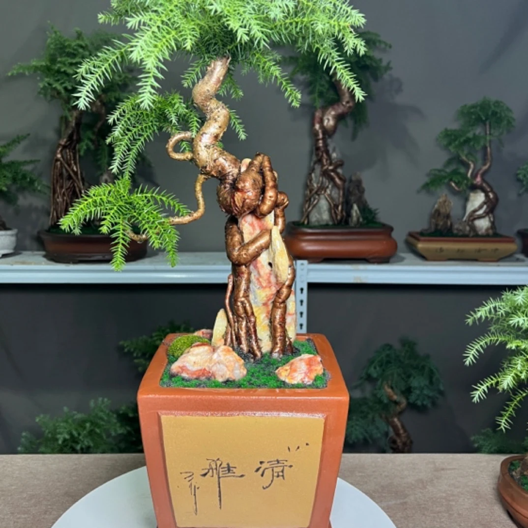 (梦洁盆景)精品跟抱玉 一物一拍，直播间拍之前截图