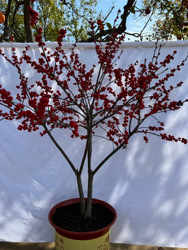 北美红果冬青盆景一物一拍定金