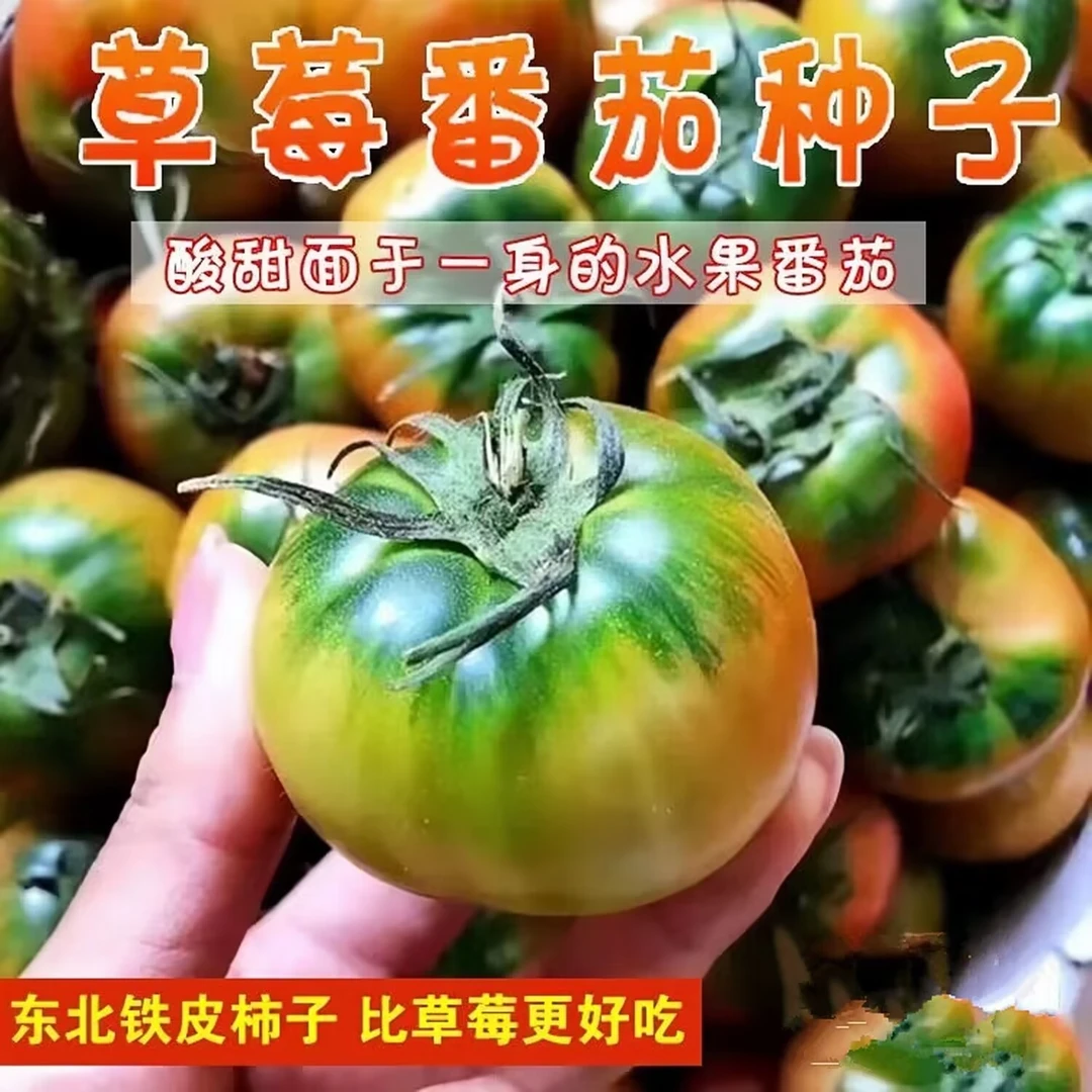 水果草莓番茄种子超甜铁皮柿子番茄苗四季阳台盆栽西红柿蔬菜种子