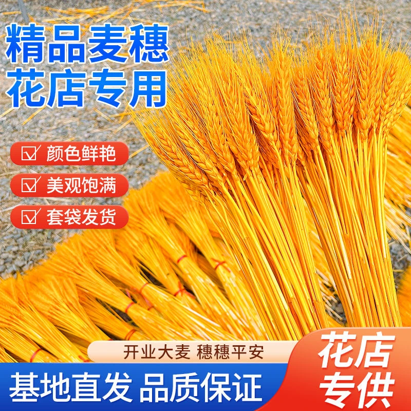 【花和尚粗杆大麦】黄金大麦批发天然麦穗干花插花花店开业大麦花篮