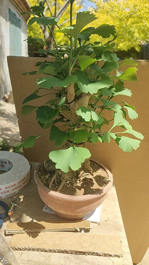 银杏盆景大树型精品造型