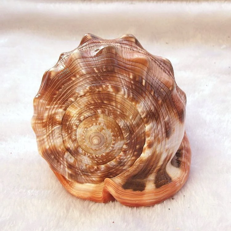 天然海螺壳万宝螺四大名螺招财摆件贝壳工艺品鱼缸造景15以下