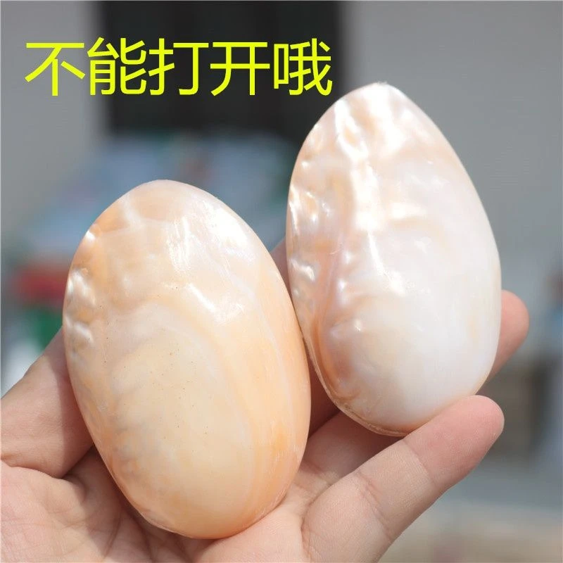 天然海螺贝壳珍珠贝把件送朋友礼物家居手工diy工艺品水滴旅游