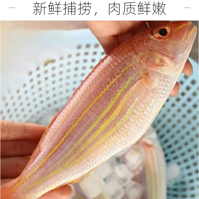 广东渔港海鲜新鲜海鱼【一斤2-3条大鱼4斤点送1斤到手5斤】