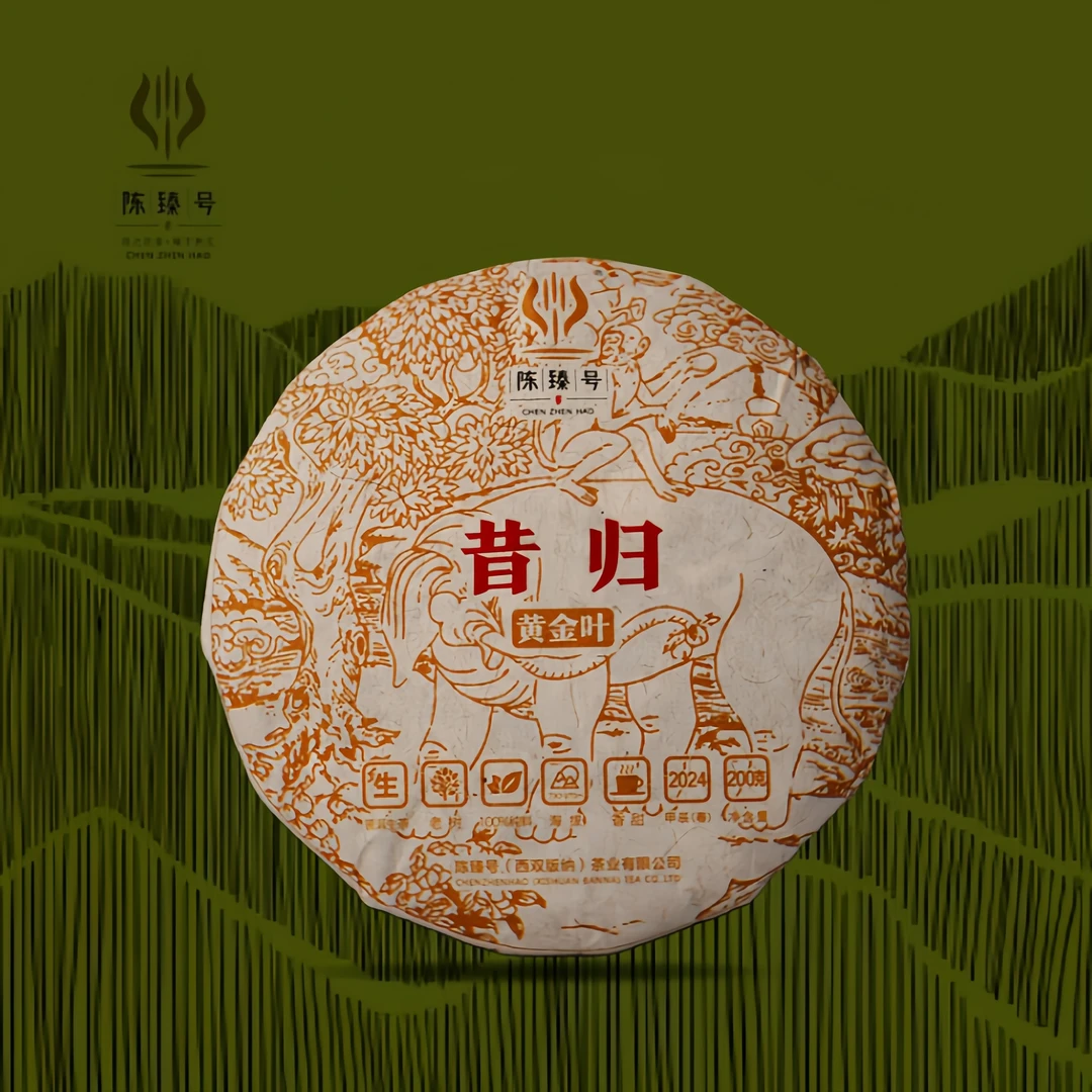 陈臻号【2024年昔归】古树黄金叶