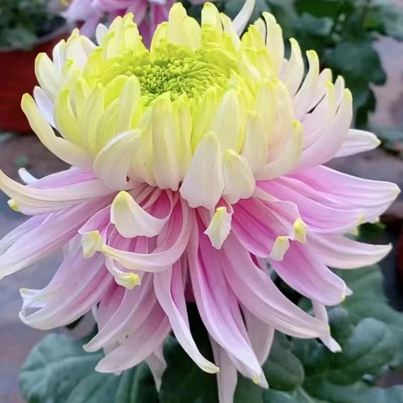 【盘龙木兰】掉花苞叶片不售后，玻璃心慎拍