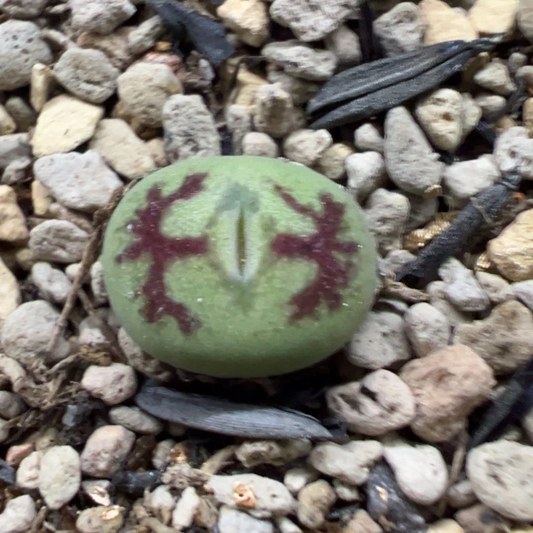 绿底红鸽子纹吕杂多肉