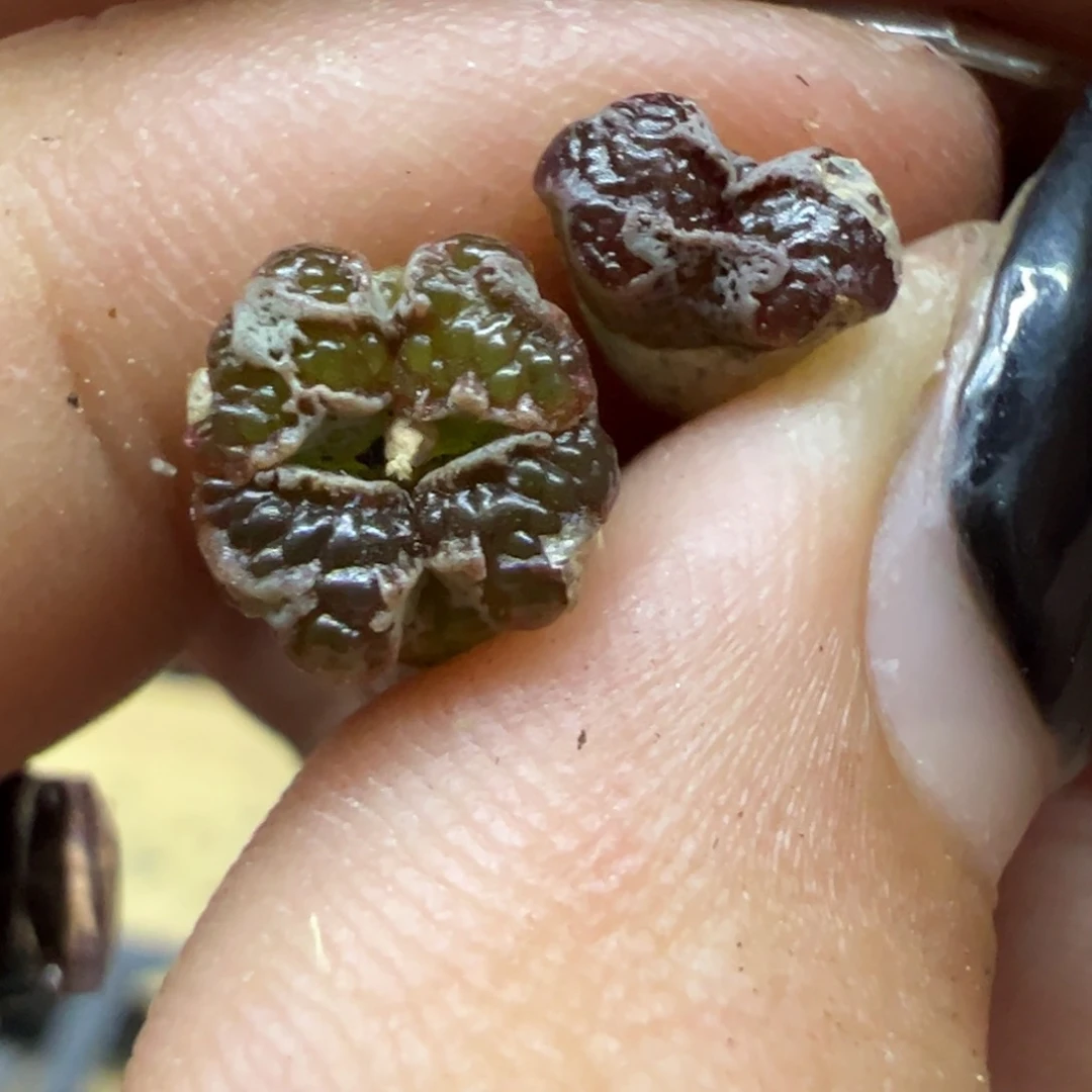 离*蝴蝶多肉多肉