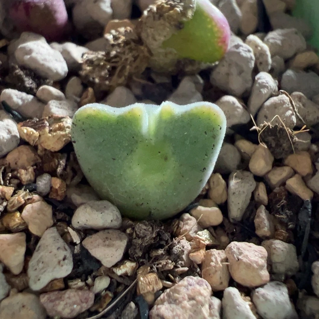 6*1111111111111111多肉