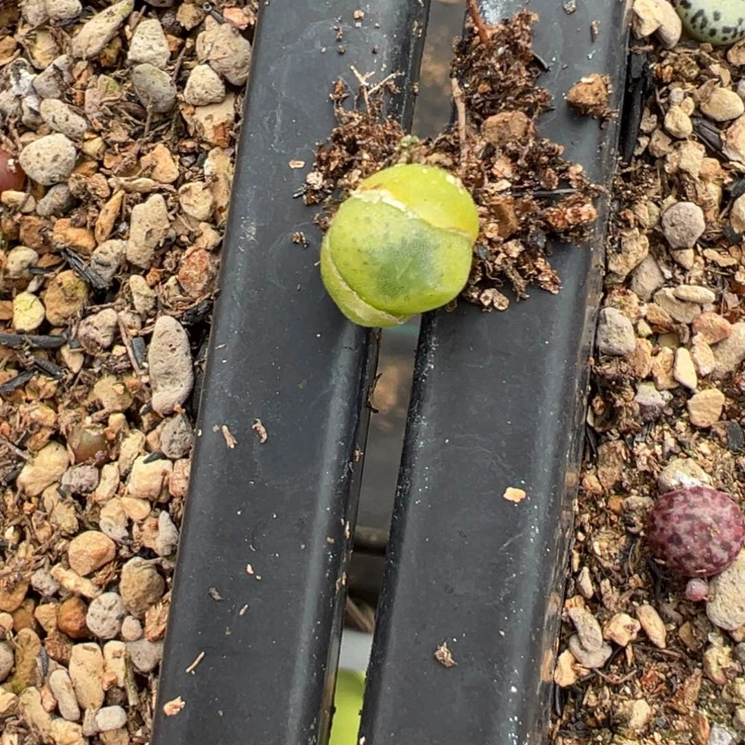 温**初多肉植物 混合