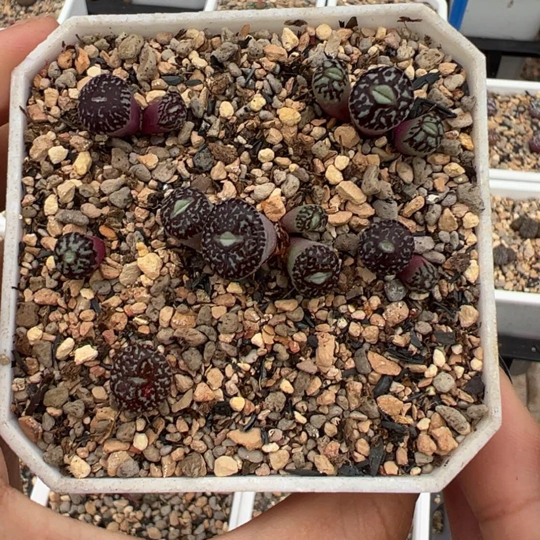 雒*特特特特多肉