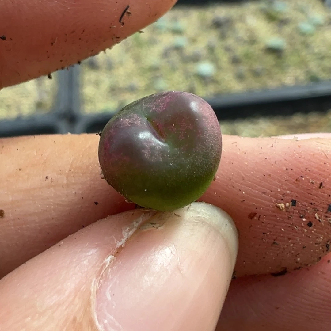 果**橙11111111111111多肉