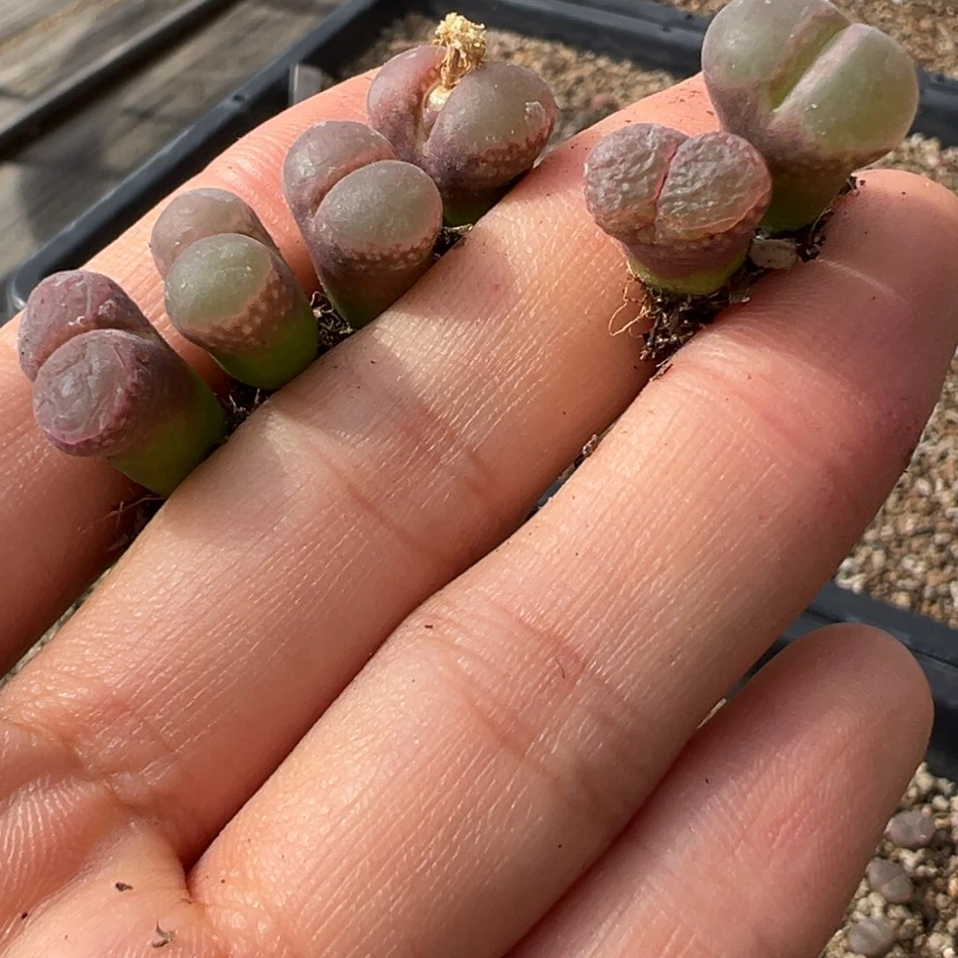 呼****?多肉植物111111