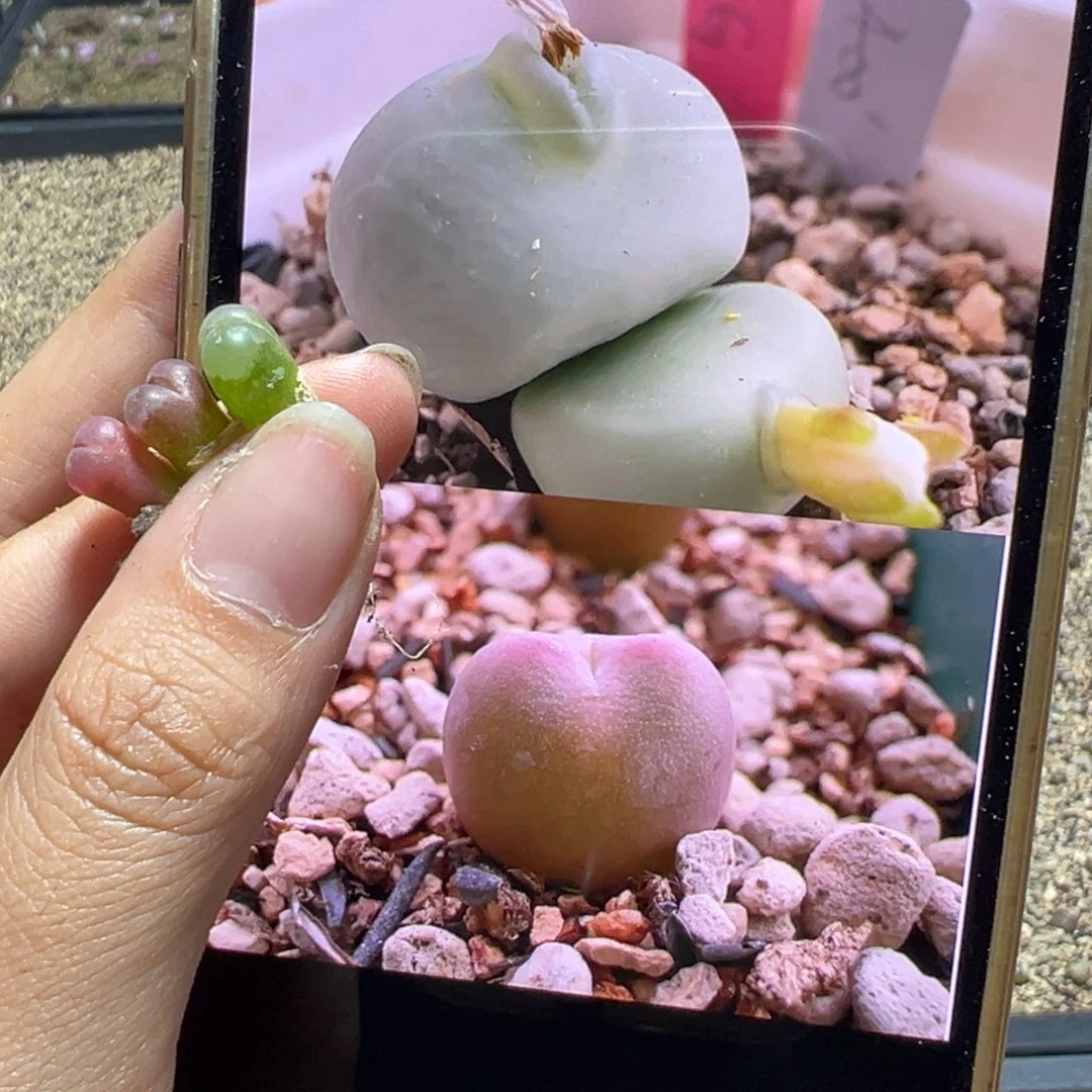 梦****_11111111111111111多肉