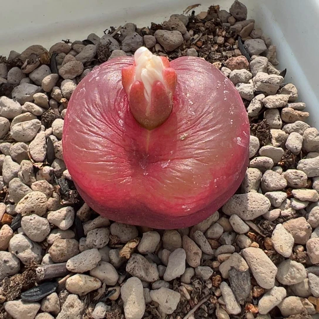 *️**1111111111111多肉多肉