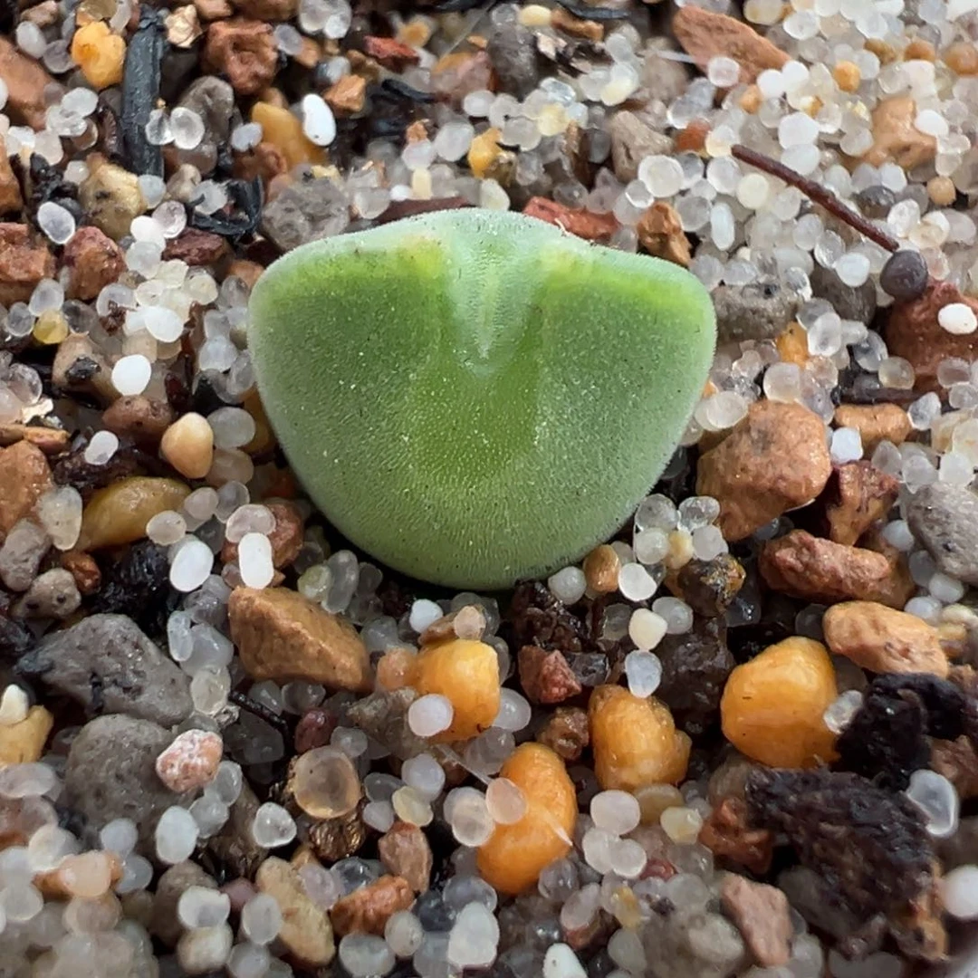 Ts矮版空蝉多肉多肉