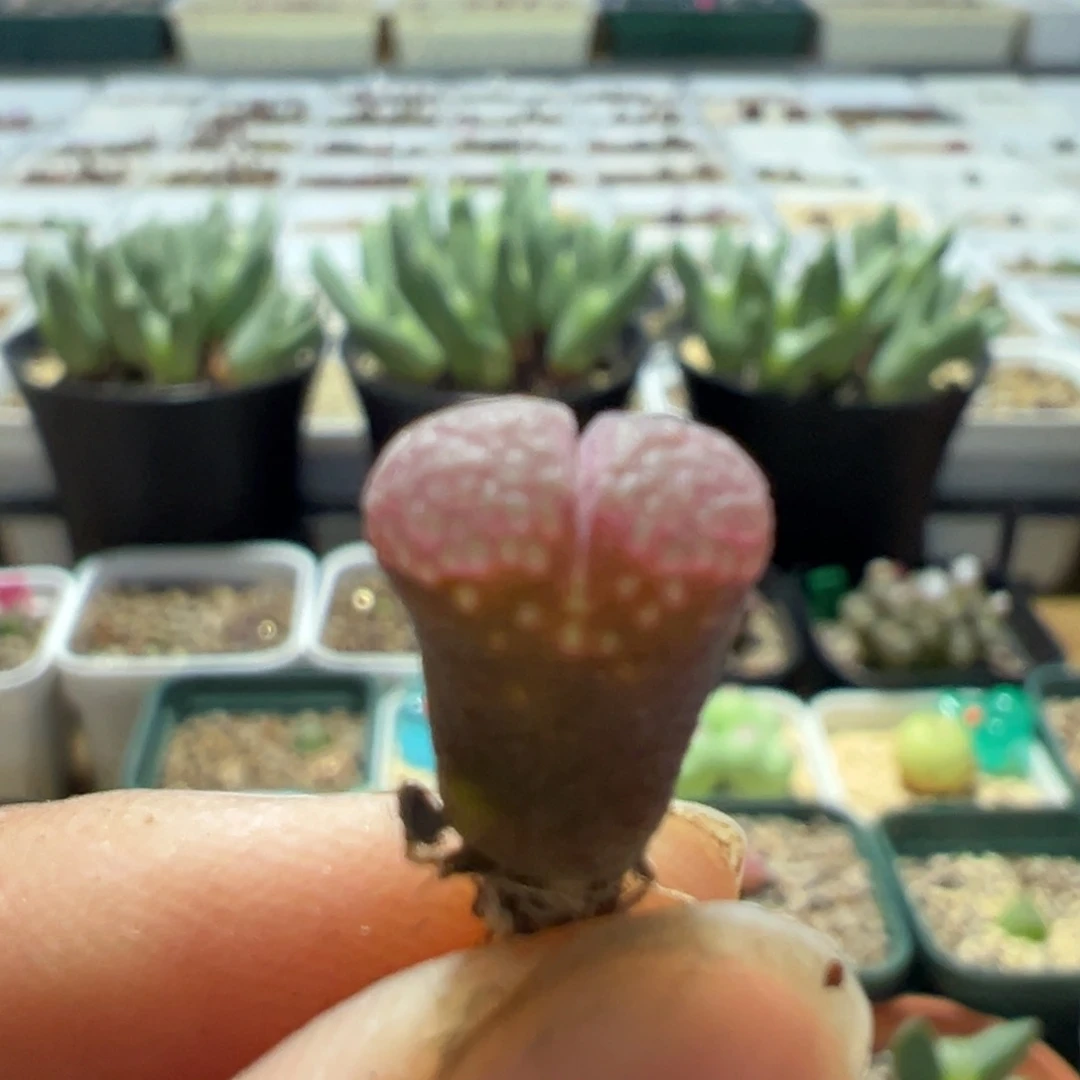 6*1111111111111多肉