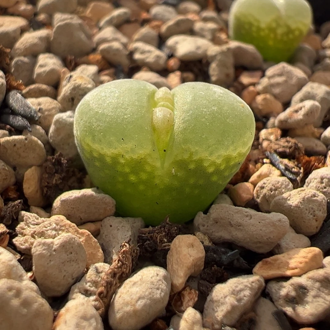 “****”绿灯多肉多肉