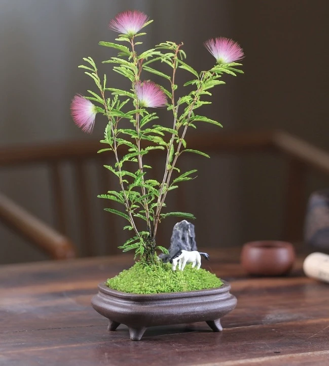 【凤鸣朝阳】香水合欢花姬合欢盆景室内室外花卉绿植进口盆栽地栽