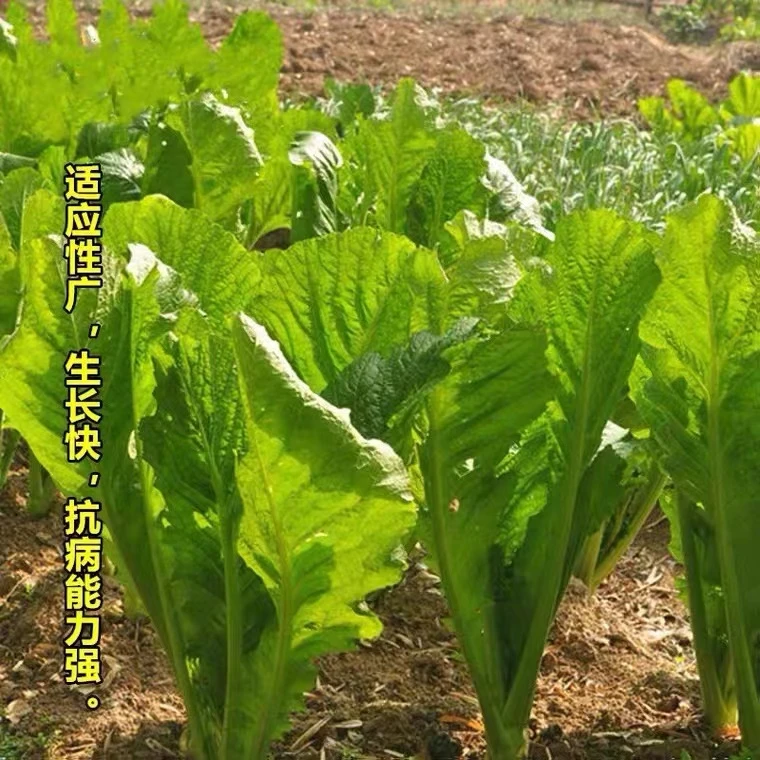 四季甜客家芥菜种子芥菜蔬菜种子夏秋播大田菜园