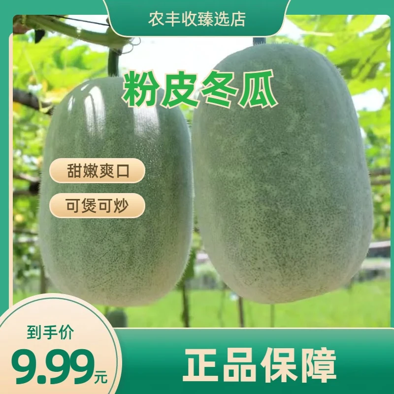 粉皮冬瓜种子满地爬毛节小冬瓜南瓜春夏秋早熟易播种蔬菜种子发芽